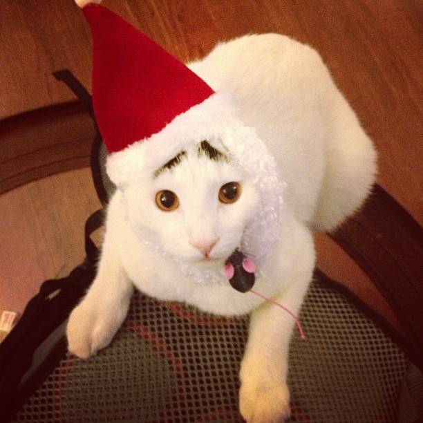 cat-with-eyebrows-012